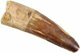 Fossil Spinosaurus Tooth - Real Dinosaur Tooth #235103-1